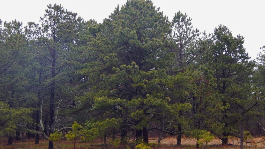 Central Pine Barrens, New York