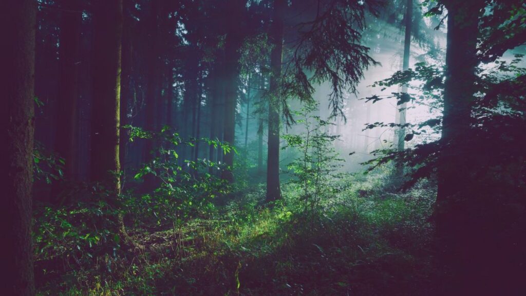 Frith Wood aka Fright Wood