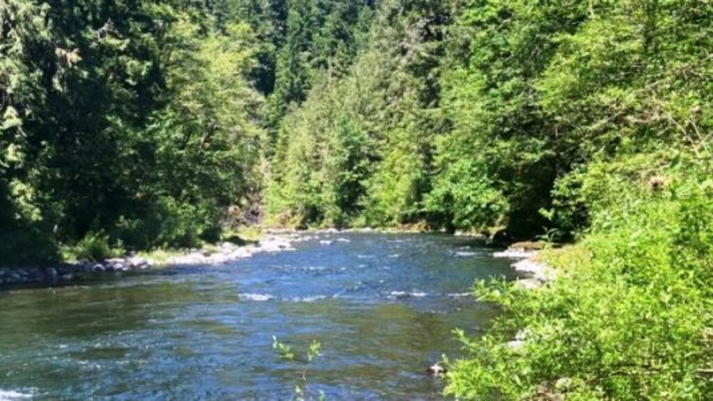Molalla Forest, Oregon